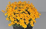 マリーゴールド レモンマリーゴールド タゲテス ゴールドメタル ２株 宿根草タイプ
