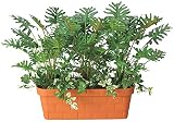 GREEN-m/観葉植物 造花 光触媒 グリーン スプリットプランター 45cm 217A10033