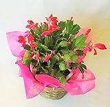 【季節の鉢花】デンマークカクタス（５号鉢）・バスケット付