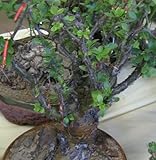 Fouquieria macdougalii - Ocotillo - 5 seeds