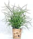 木製6寸ミルクブッシュ