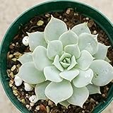 リラ 7.5cmポット エケベリア Echeveria Lila 福岡県産 多肉植物 多肉 観葉植物 インテリアグリーン 寄せ植えに