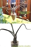 エアープランツチランジア・ベイレイ / デザイングラスポット / AirPlants Tillandsia・Bailey / Design Glass pot / インテリアグリーン / ミニ観葉植物