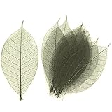 東京堂 ドライフラワー ミニスケルトンリーフ大 (40枚入) #フォレスト FD004503-025