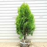 庭木：コニファー（コノテヒバ）　H：約60cm
