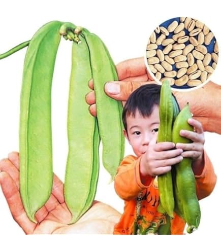 Amazon.co.jp: アサヒ農園 白大刀豆（なた豆の種）【固定種】 小袋(8粒