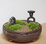 小さな世界で雄大な景色を苔盆栽【古都の趣きある神社の風景（信楽焼茶鉢）】