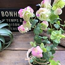 5127ndzWjRL._AC_UL210_SR210,