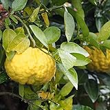 ゆず 苗 【獅子柚子 （シシユズ）】2年生 接ぎ木 ポット苗