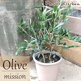 オリーブ　ミッション5号・セラート鉢