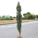 庭木:スカイペンシル (ツゲ) 樹高:約120cm