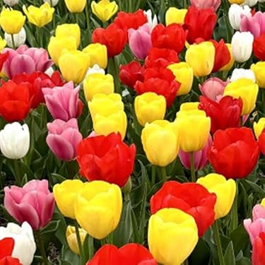 Amazon.co.jp 最新リリース: 球根 の新着ランキングです。