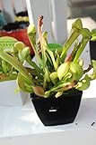 食虫植物　観葉　サラセニア　4寸鉢　送料込