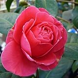 椿（ツバキ）の苗木　バレンタインデー（接木苗）