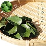 みかん 苗木 こぶみかん （ バイマックルー） 1年生 接木苗 コブミカン 果樹 果樹苗木