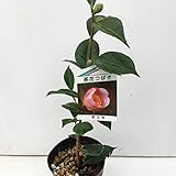 椿 苗木 西王母椿 13.5cmポット苗 せいおうぼつばき ツバキ 苗 つばき