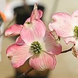 庭木：アメリカ花水木（ジュニアミス・ピンク系）*大