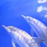 �^�C�^�j�b�N�E�O�����h�E�u���[�`F.O.A.�q�[�����O�E�R�l�N�V����