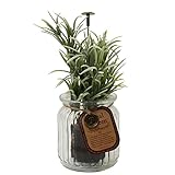 ハーブ ジャー Podocarpus V04-5298