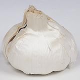 国華園　ニンニク種球　無臭ニンニク　500g【※発送が国華園からの場合のみ正規品です】