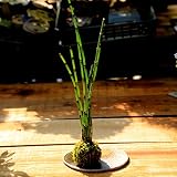 苔玉:とくさ(受け皿付)*
