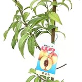 桃 苗木 黄金桃 12cmポット苗 おうごんとう もも 苗 モモ