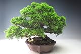 盆栽 糸魚川真柏【現品】