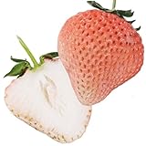 国華園　いちご苗　桃薫P　3株【※発送が国華園からの場合のみ正規品です】