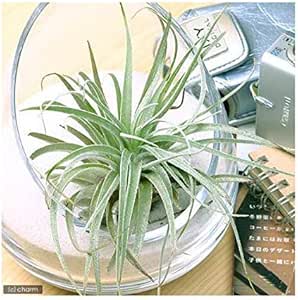 のオシャレな 最新年間グランプリ ペットジャンル 受賞店舗 観葉植物 エアープランツ ティランジア ストリクタ ファウンテン １株 メール便なら送料無料 Www Ueber It