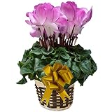 【 予約 】 さかもと園芸　達人のシクラメン　【 パステルライト 】　花鉢植え　ギフト　プレゼント　贈答品　クリスマス　お歳暮