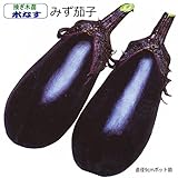 なす 苗 水なす 茄子 (接ぎ木苗)