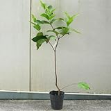 黒真珠レンブ(改良)　取木苗