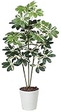 光触媒 人工観葉植物 光の楽園 カポック斑入り1.2m 371A150