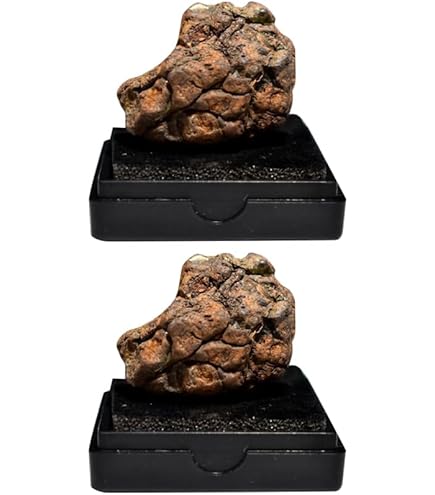 Amazon.co.jp: 希少 入手困難 パラサイト隕石の女王 イミラック隕石