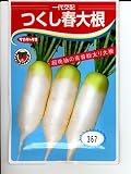 つくし春 サカタの短形ダイコン種です