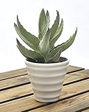 PLATA ディスプレイ 用 ミニ ミニ サボテン 【 H 】 人工 観葉植物 グリーンポット YWX134--H