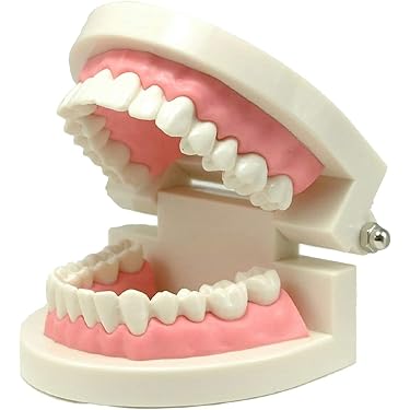 Amazon.co.jp 売れ筋ランキング: 歯科用模型・教材 の中で最も人気の