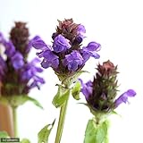 (観葉)ハーブ苗 ウツボグサ(靫草 セルフヒール)3号(1ポット) 本州・四国限定[生体]