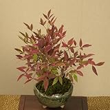 小品盆栽：南天(信楽焼鉢)*