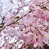 桜 苗木 啓翁桜 12cmポット苗 けいおうざくら さくら 苗 サクラ