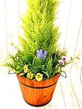 人気ゴールドクレストウッドプランター【人工観葉植物】【触媒加工】【消臭・抗ウイルス・防菌】【お手入れ不要】【パンジー】【造花】【屋外対応】wgsp-16