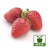 イチゴ：ほうこうわせ（宝交早生）3～3.5号ポット4株セット[育てやすい品種・ビキナー向きです] ノーブランド品