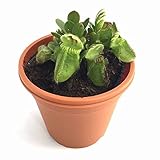 食虫植物 Cephalotus folliculariｓ Giant Y's / 2.5号鉢 /（Lサイズ）/ セファロタス フォリキュラリス ジャイアント