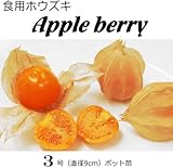 食用ほうずき Apple berry 直径9cmポット苗 2ポットセット