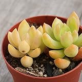 オウレイ 黄麗 7.5cmポット セダム Sedum adolphi 月の王子　ツキノオウジ 福岡県産 多肉植物 多肉 観葉植物 インテリアグリーン 寄せ植えに