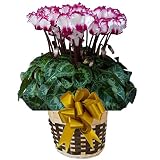 【予約受付中 】　さかもと園芸　達人のシクラメン　【 ヴィクトリア 】　花鉢植え　ギフト　プレゼント　贈答品　クリスマス　お歳暮