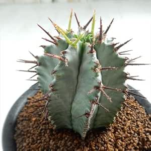 Amazon Osユーフォルビア ホリダ Ver Noorsveldensis ノースベルデンシス おもしろ多肉植物 観葉植物 オンライン通販