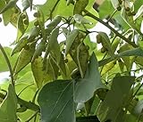 Firmiana simplex - Chinese Parasoltree - 50 seeds