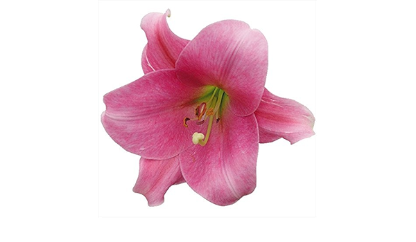 Amazon 球根 鉄砲ユリ 8月咲ピンクヘブン 12球 発送がからの場合のみ正規品です 球根