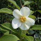 ナツツバキ（夏椿・シャラ）：白花株立ち（寄せ株）樹高1.5m根巻き ノーブランド品